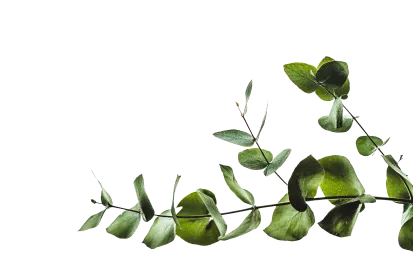 Веточка эвкалипта