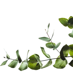 Веточка эвкалипта