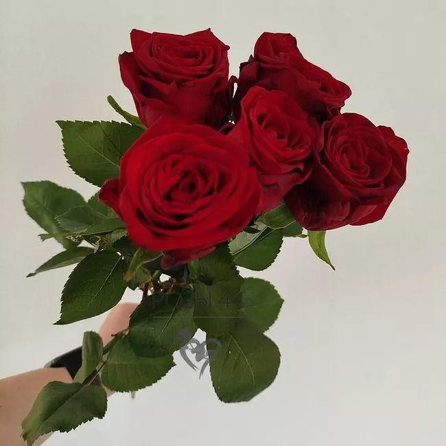 Букет из 5 красных роз 