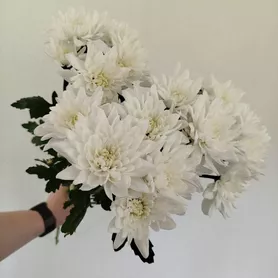 Хризантемы кустовые 3 шт.  от интернет-магазина «Розы 44» в Костроме