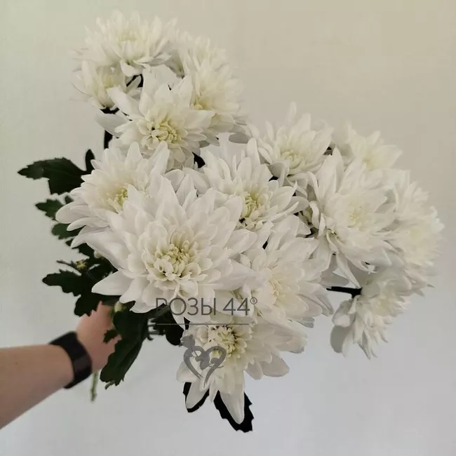 Хризантемы кустовые 3 шт. 