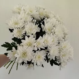 Хризантемы кустовые 5 шт. от интернет-магазина «Розы 44» в Костроме