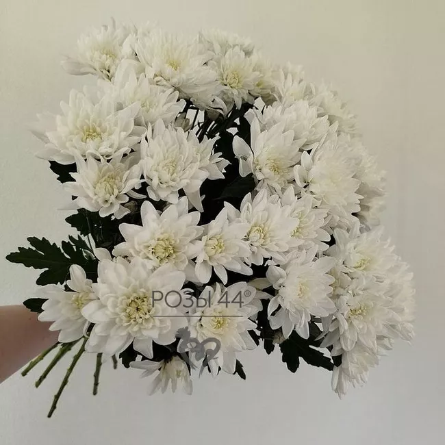 Хризантемы кустовые 5 шт.