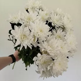 Хризантемы кустовые 7 шт.  от интернет-магазина «Розы 44» в Костроме