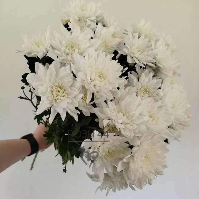 Хризантемы кустовые 7 шт. 