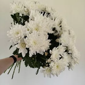 Хризантемы кустовые 9 шт.  от интернет-магазина «Розы 44» в Костроме