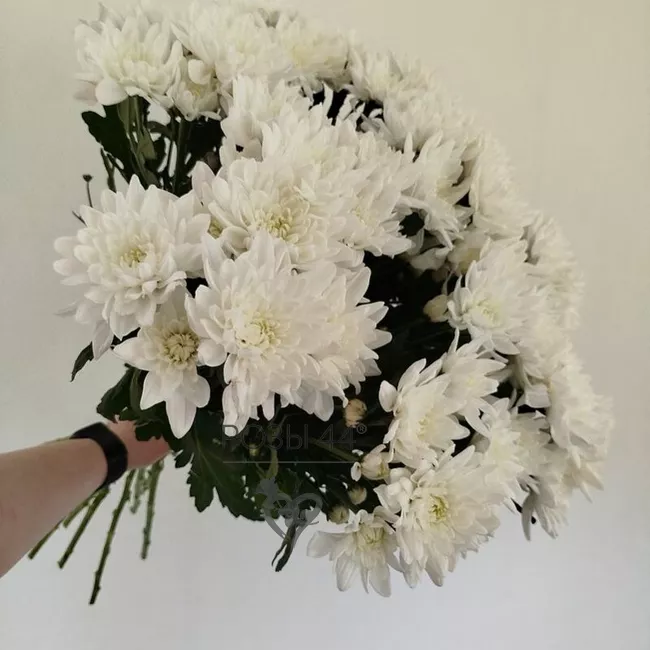 Хризантемы кустовые 9 шт. 