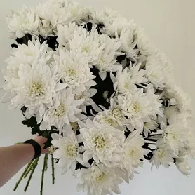 Хризантемы кустовые 11 шт.  от интернет-магазина «Розы 44» в Костроме