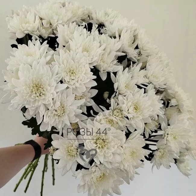 Хризантемы кустовые 11 шт. 