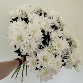 Хризантемы кустовые 15 шт.  от интернет-магазина «Розы 44» в Костроме