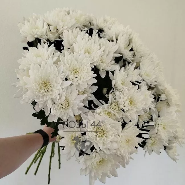 Хризантемы кустовые 15 шт. 