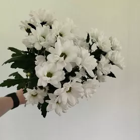 &laquo;Белый танец&raquo; из 3-х кустовых хризантем  от интернет-магазина «Розы 44» в Костроме