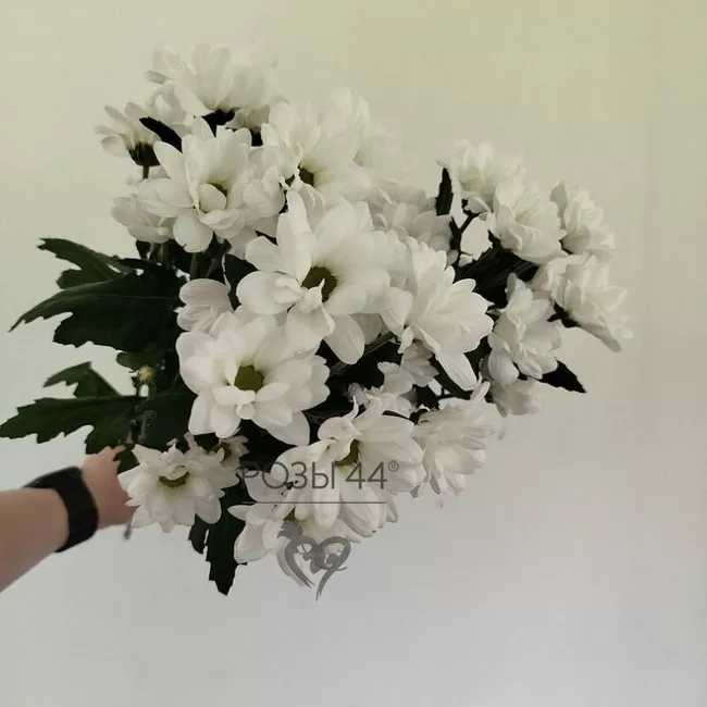 &laquo;Белый танец&raquo; из 3-х кустовых хризантем 