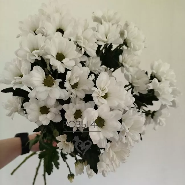 &laquo;Нежное утро&raquo; из 5-ти кустовых хризантем 