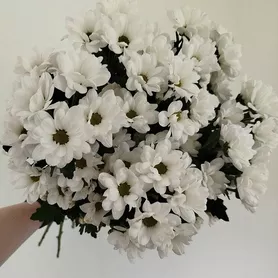 &laquo;Свежесть&raquo; из 7-ми кустовых хризантем  от интернет-магазина «Розы 44» в Костроме