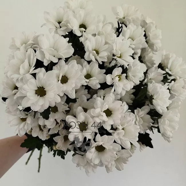 &laquo;Свежесть&raquo; из 7-ми кустовых хризантем 