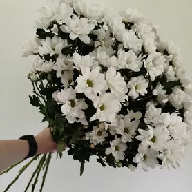 &laquo;Снежная ночь&raquo; из 9-ти кустовых хризантем  от интернет-магазина «Розы 44» в Костроме