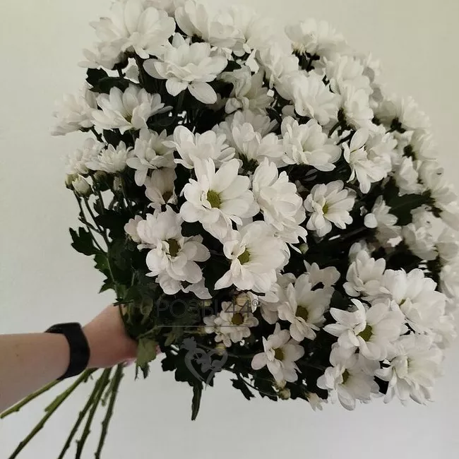 &laquo;Снежная ночь&raquo; из 9-ти кустовых хризантем 