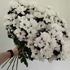 &laquo;Симфония&raquo; из 11-ти кустовых хризантем  от интернет-магазина «Розы 44» в Костроме