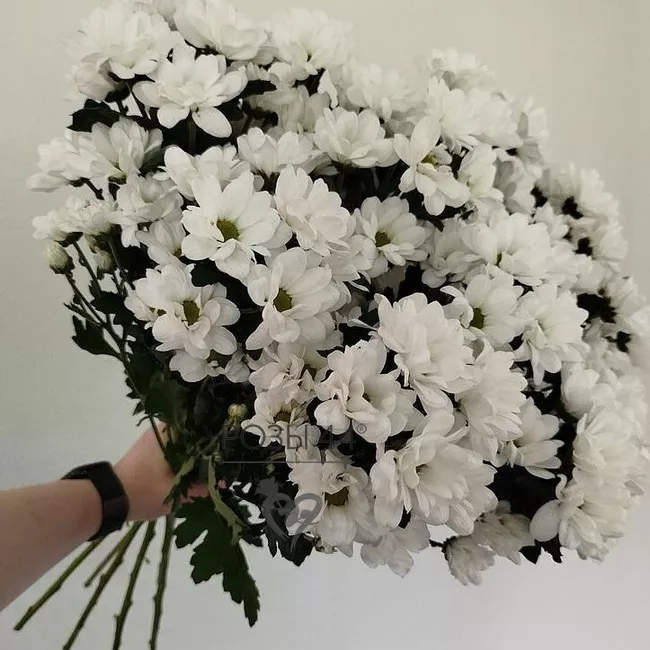 &laquo;Симфония&raquo; из 11-ти кустовых хризантем 