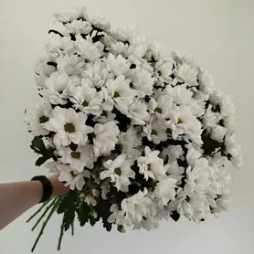 &laquo;Гармония&raquo; изи 15-ти кустовых хризантем  от интернет-магазина «Розы 44» в Костроме