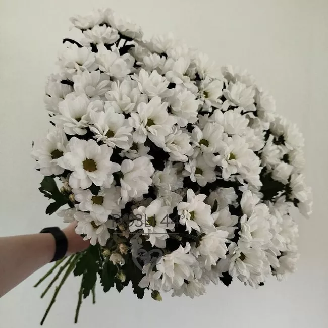 &laquo;Гармония&raquo; изи 15-ти кустовых хризантем 