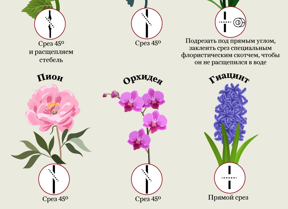 Как правильно подрезать цветы, чтобы букет стоял дольше?